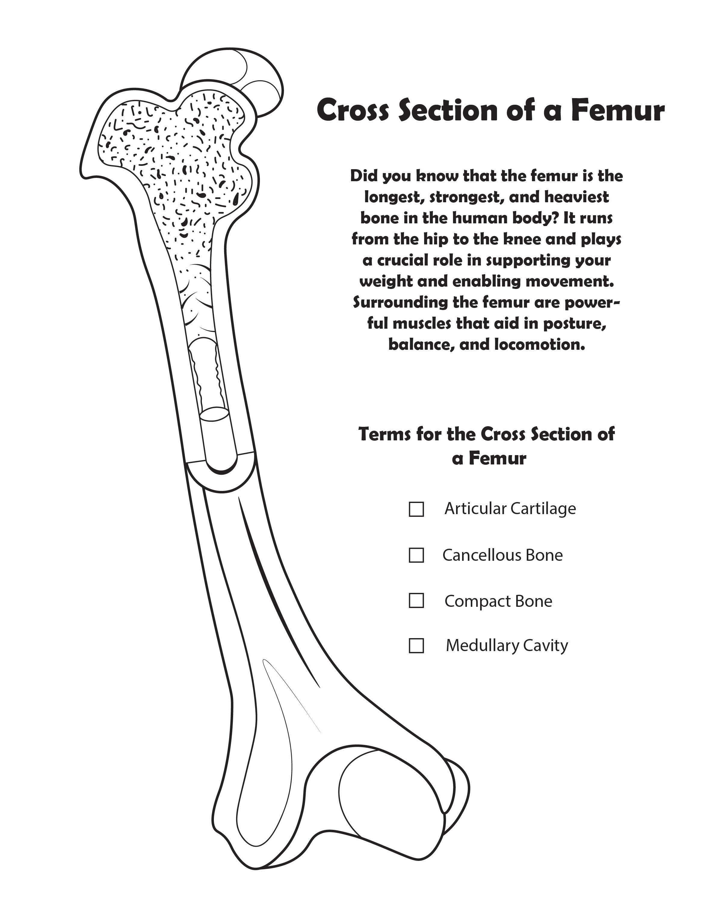 Femur Cross-Section